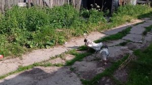 Летние заботушки🐱🐔🎋