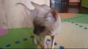 Моя кошка пытается меня уничтожить эдит