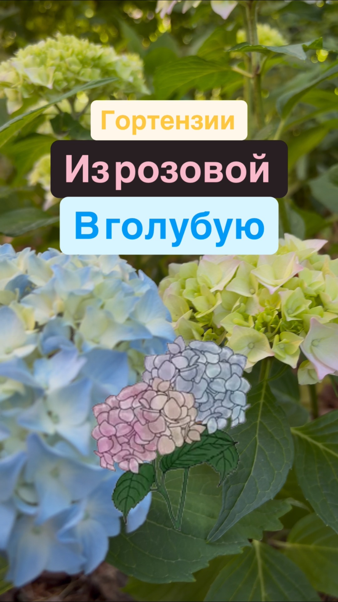 Крупнолистные гортензии - окрашивание из розовых в голубые, синие и фиолетовые💜 на личном примере