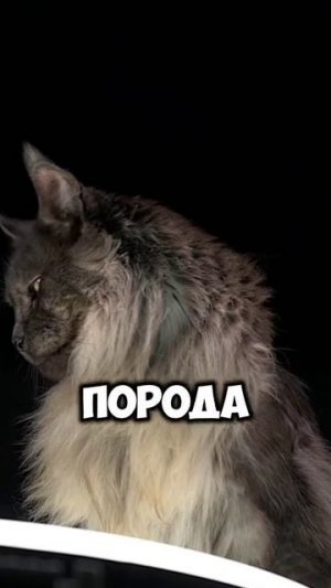 Животные приколы и не только🙂