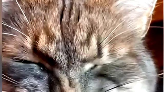 Серый хитрый кот
