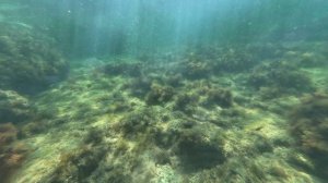 Подводный мир Чёрного моря