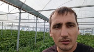 Сорт земляники садовой (клубники) Мурано