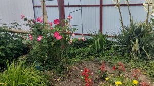 Мои коты. Мои цветы.# Что я приготовила своей семье.
