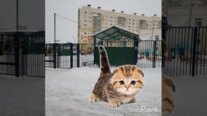 Котята попрыгунчики радуются снегу