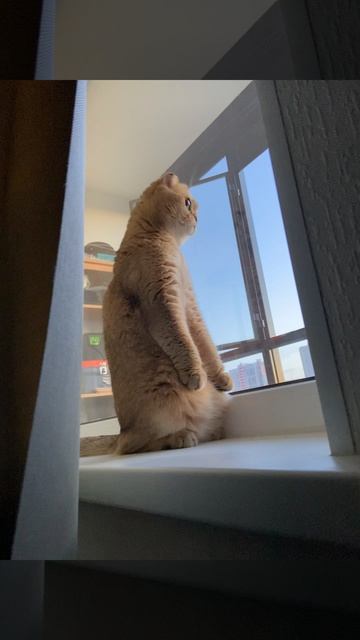 Жизнь с котом 1