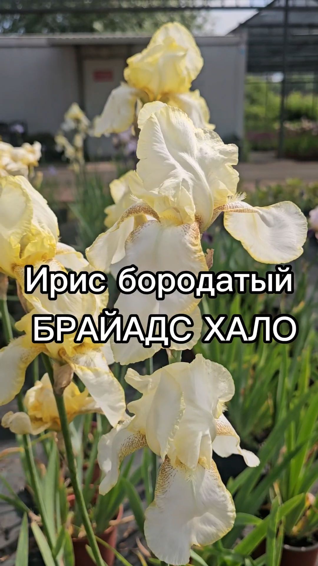 Этот ирис станет украшением вашего сада! смотреть онлайн