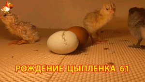 Вылупление цыпленка из яйца в инкубаторе версия 61