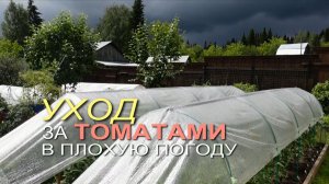🍅Уход за ТОМАТАМИ в плохую погоду /июнь-июль 2025/