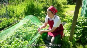 Дачные штучки-Выпуск 7 «Клубника цела, а птицы в шоке! 2 надежных способа установки сетки»