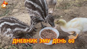 Дневник страусят Эму день 60
