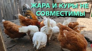 Почему куры не несутся в сильную жару Жизнь в деревне Домик в деревне