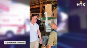 В Калмыкии продолжается стригальная кампания