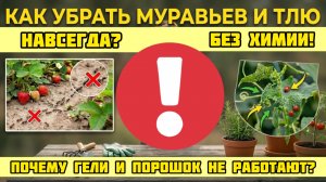 Забудьте о муравьях НАВСЕГДА! 2 копеечных ингредиента, которые уничтожат всю колонию!