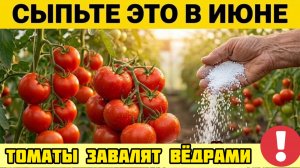 Сыпьте это под томаты в ИЮНЕ соберете урожай ведрами! 5 рецептов без химии!