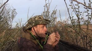 На гуся на Вологодчине #27.3 \ Дневная охота в полях