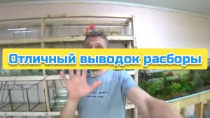 Отличный выводок расборы