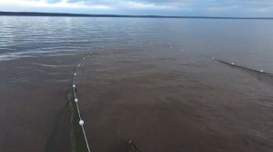 Рыбалка неводом. Отличный улов!