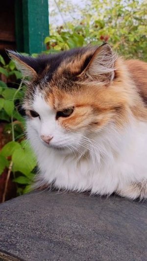 Кошка
