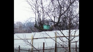 Аллергик и пчеловод - спор в суде между соседями