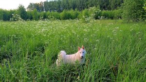 С щенком в берёзках