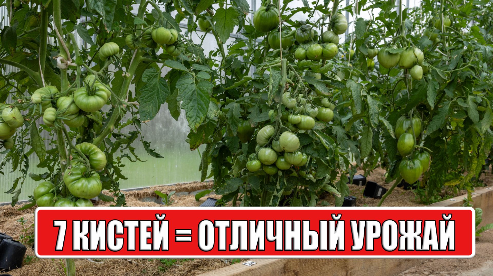 ФОРМИРОВКА ТОМАТОВ ДЛЯ НОВИЧКОВ И ПРОФИ смотреть онлайн
