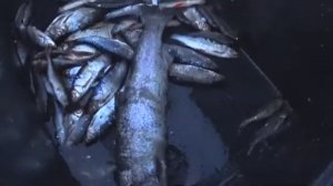 КРАСНАЯ РЫБКА! РЫБАЛКА СЕТКАМИ НА МАЛЕНЬКОМ ОЗЕРЕ! ПОДЛЕЩИКИ! ЩУКА И ОКУНЬ!