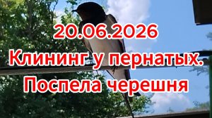 20.06.2026 Клининг у пернатых. Поспела черешня