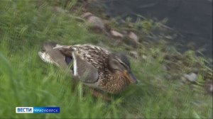 Вести Красноярск от 22.06.2026