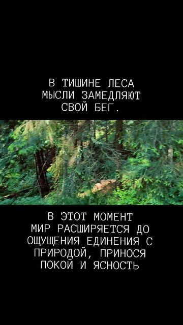 ТОЧКА ПЕРЕСЕЧЕНИЯ: ЛЕС