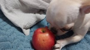 Чем бы дитя не тешилось...🐕🐕