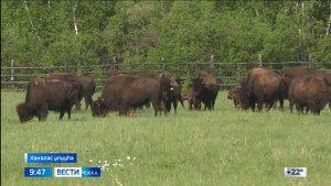 09:30 ВЕСТИ САХА 22/06/26 НА ЯКУТСКОМ ЯЗЫКЕ