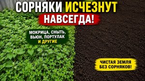 Сорняки исчезнут навсегда, просто полейте этим!