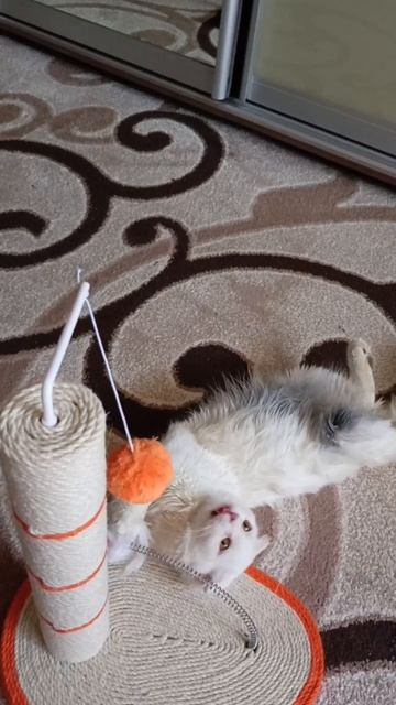 Кошечка Нимфа, которую забирали все у той же старенькой бабушки, была стерилизована и стала полноцен смотреть онлайн