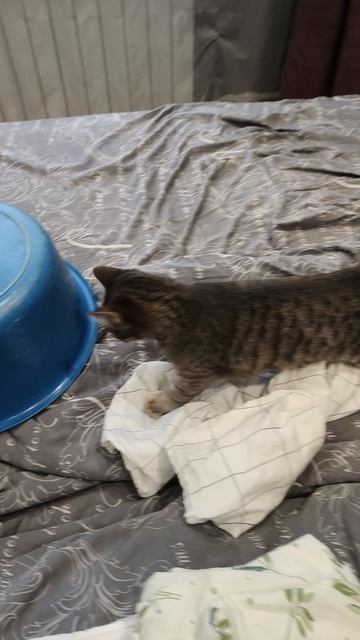 Лайфхак😼