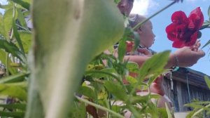 Продали квартиру/ переехали на дачу/ видео-привет из дома на юге