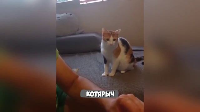 Смех, юмор, ржачь. Часть 6 смотреть онлайн