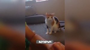 Смех, юмор, ржачь. Часть 6