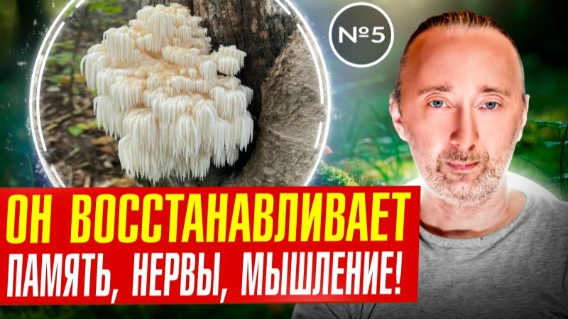 Гриб Ежовик (Гериций) спасает МОЗГ и память!