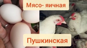 Люблю Пушкинскую. И не люблю не ответственных покупателей. Цыплята пока дома