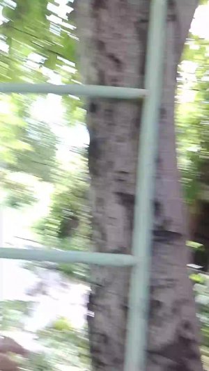 приём как залезть на дерево