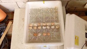 2.2 Можно ли ставить яйца из холодильника в инкубатор? Да можно! смело!
