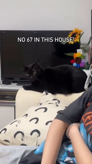 Кот ненавидит мем 67