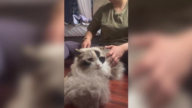 Домашние животные Шеррил, Тимоша, Джулия ☺️🫶🏽