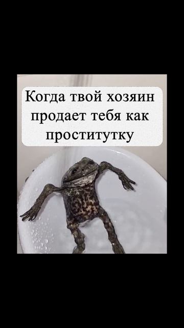 Жалко лягушку #dnd #dndmemes #funny #williamwolf #dnd5e