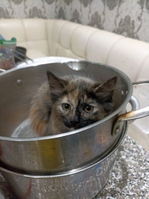 привет