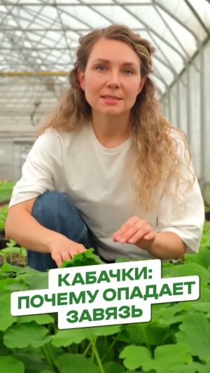 КАБАЧКИ: ПОЧЕМУ ОПАДАЕТ ЗАВЯЗЬ.