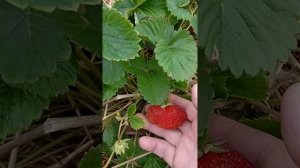 Прекрасные кусты клубники.