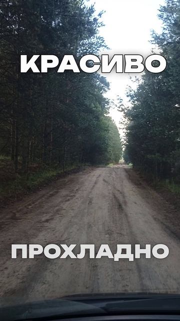 Комары #shorts #едемнакоп #metaldetecting #гнус #природа
