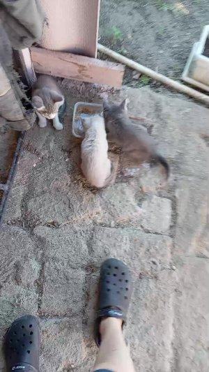 опять коты☺️